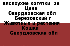 вислоухие котятки, за 1500!!! › Цена ­ 1 500 - Свердловская обл., Березовский г. Животные и растения » Кошки   . Свердловская обл.